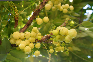 star gooseberry (Scientific name: Phyllanthus acidus) when pale green When turning to yellow or fawn There are both sour and sweet varieties.