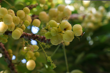 star gooseberry (Scientific name: Phyllanthus acidus) when pale green When turning to yellow or fawn There are both sour and sweet varieties.