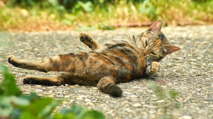 Jeune chatte fait sa toilette