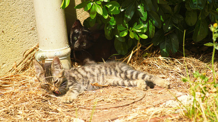 Echange de regard avec les chatons
