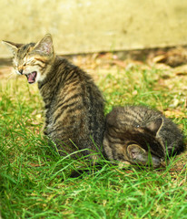 Chaton qui baille et son frère qui dort