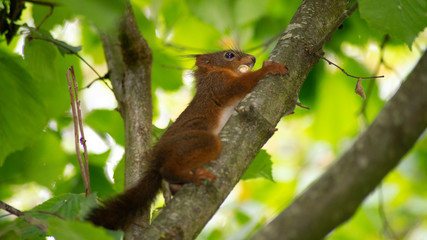 L'écureuil fait ses réserves de nourriture