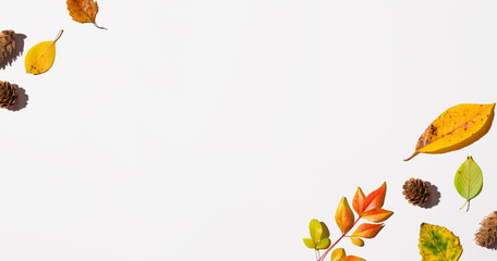 Autumn leaves from above - overhead view flat lay