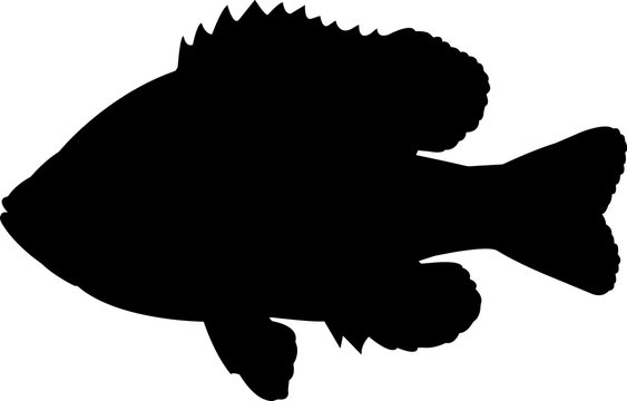 recommend clip art: Pumpkinseed Fish Silhouette Vector