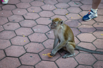 Wild monkey with a cookie near Batu Caves in Kuala Lumpur, Malaysia