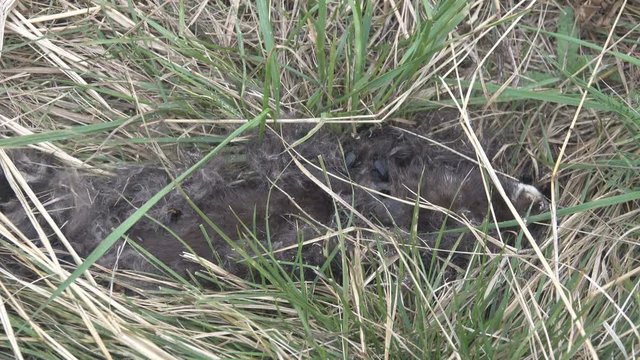 American mink (Mustela vison) died and it eating beetles are carrion eaters: Grave digger (Nicrophorus vespilloides) and Burying beetle (Necrodes littoralis). Most of bugs are inside of dead beast.