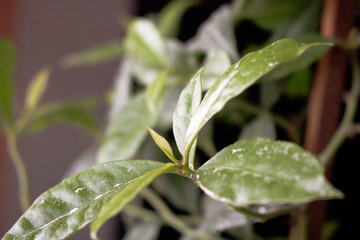 My leaves are turning white