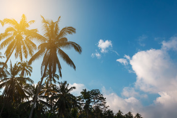 Fototapeta na wymiar Palm trees, sunlight and blue sky tropical landscape