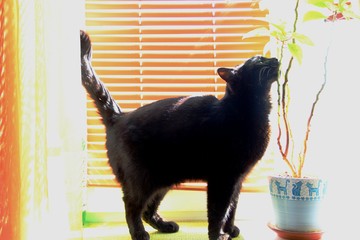 a big black cat stands on the windowsill in a Sunny afternoon