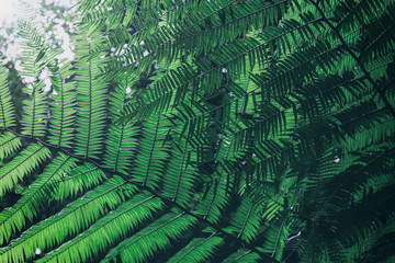 Fern growing in tropical forest, natural background image