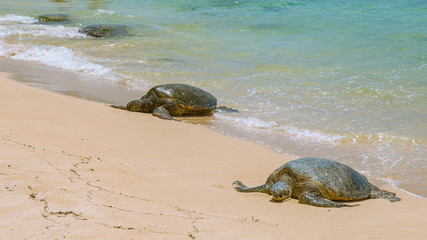 Close view of sea turtles resting on Laniakea beach on a sunny day, Oahu, Hawaii