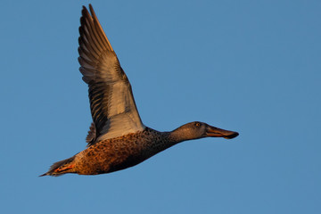 Close view of a Northern Shoveler, flying in beautiful light in North California