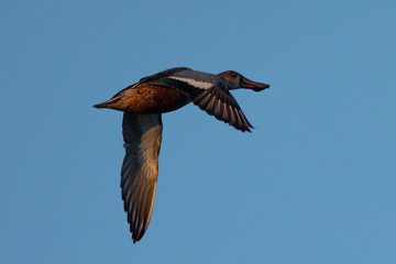 Close view of a Northern Shoveler, flying in beautiful light in North California
