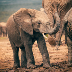 Baby african elephant playing with trunk in Addo National Park, South Africa