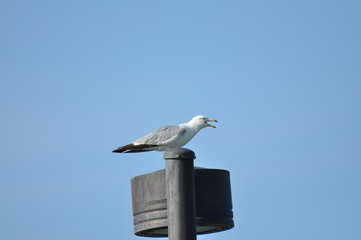 Ring-billed gull mouth open