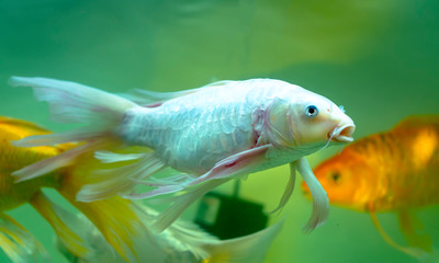 Colorful butterfly koi in the aquarium. This is a species of ornamental fish used to decorate in...
