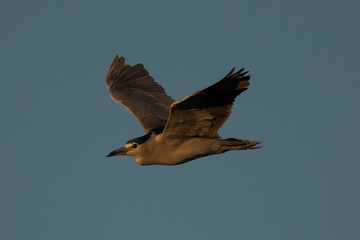 Black-crowned night heron flying in beautiful light , seen in the wild in North California