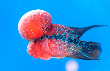 Flowerhorn Cichlid Colorful fish swimming in aquarium. This is an ornamental fish that symbolizes the luck of feng shui in the house