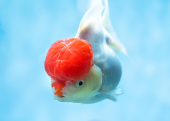 Colorful Goldfish oranda in the aquarium. This is a species of ornamental fish used to decorate in...