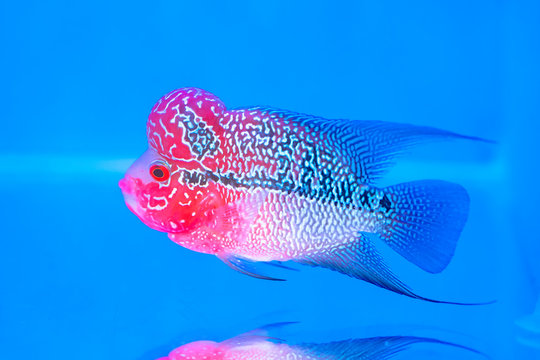 Flowerhorn Cichlid Colorful fish swimming in aquarium. This is an ornamental fish that symbolizes the luck of feng shui in the house