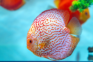 Colorful discus fish in the aquarium. This is a species of ornamental fish used to decorate in the house