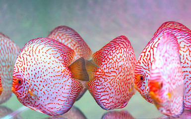 Colorful discus fish in the aquarium. This is a species of ornamental fish used to decorate in the...