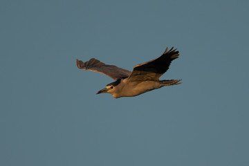 Black-crowned night heron flying in beautiful light , seen in the wild in North California
