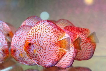 Colorful discus fish in the aquarium. This is a species of ornamental fish used to decorate in the...