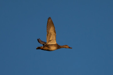 Wild duck flying in last light of the day light, seen in a North California marsh