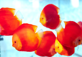 Colorful discus fish in the aquarium. This is a species of ornamental fish used to decorate in the house