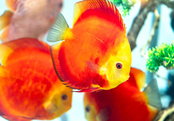 Colorful discus fish in the aquarium. This is a species of ornamental fish used to decorate in the...