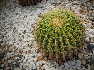 Cactus selective focus on topview, Golden barrel cactus in garden