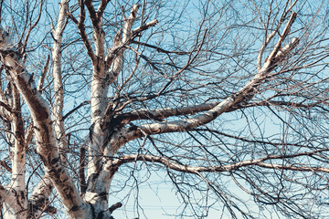 Large white birch with long branches in spring sunny day.