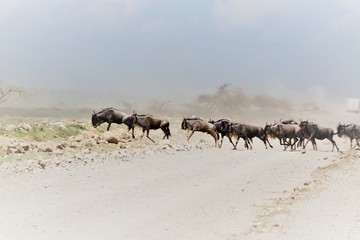 Fototapeta na wymiar Wildebeest Migration