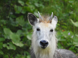 二ホンカモシカ