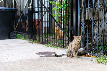 Sad stray tabby cat with green eyes sitting on sidewalk streets in French Quarter of New Orleans, Louisiana by metal fence