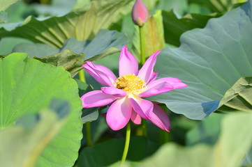 Blooming lotus flowers in the park