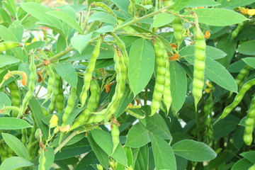 Fototapeta premium pigeon pea or tuvar beans vegetable on plant with flower