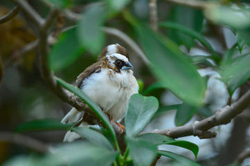 The outdoor fringillidae birds in the park