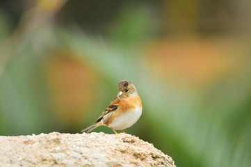 The outdoor fringillidae birds in the park