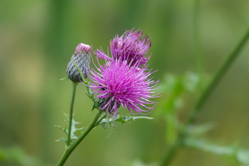 Field Thistle Flowers in Bloom in Summer