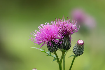 Field Thistle Flowers in Bloom in Summer