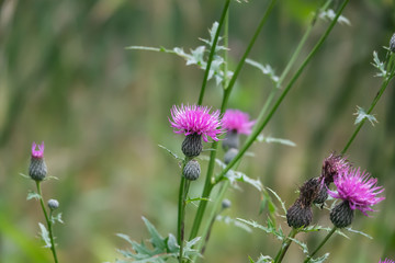 Field Thistle Flowers in Bloom in Summer