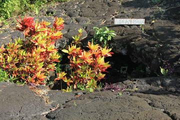 The Virgin's grave, untouched by the flow of lava at Saleaula Lava field. It is believed the daughter of a High Chief's grave, , was so pure that the lava flowed around her grave, not touching it.