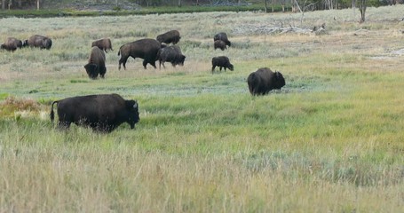 Wildlife and animal refuge for great herds of American Bison Buffalo and Rocky Mountain Elk Geyser Yellowstone National Park in Wyoming. Geothermal ecosystem environment.