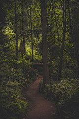 Beautiful forest trail path through lush dark foliage woods