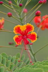Beautiful red flower in the garden