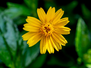 yellow flower Green background (Gold flower buttons)