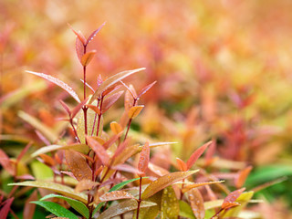 Christina leaves (Syzygium australe), red leaves with blurred backgrounds, with space on the right for adding creative text.