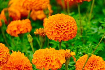 marigold flowers